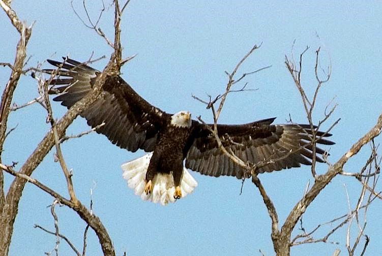 Eagle